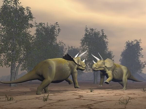 Confrontation between two Triceratops
