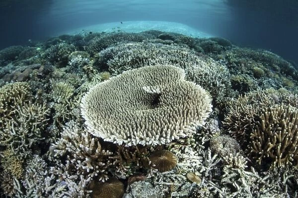 Corals grow on a shallow reef in Indonesia