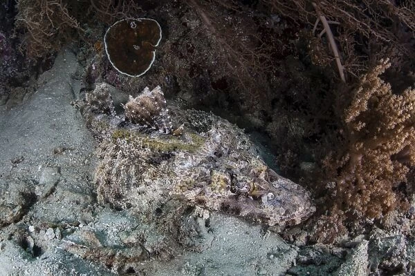 A crocodilefish lies on a reef in Indonesia
