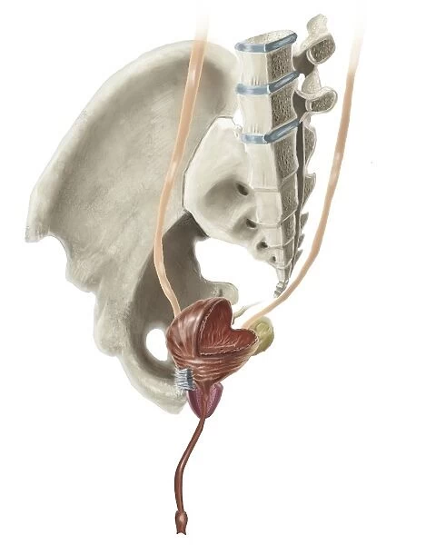 Cross section illustration of human pelvis anatomy and male bladder