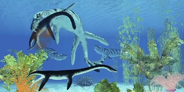 A Dakosaurus attacks a small Plesiosaurus