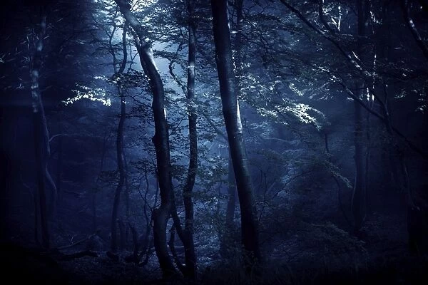 A dark, misty forest, Liselund Slotspark, Denmark
