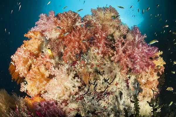 A dead table coral, now covered in healthy soft corals