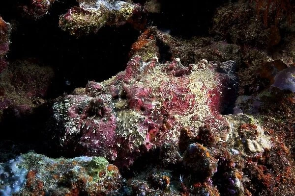 Deadly south pacific stonefish camouflaged in the reef, Fiji