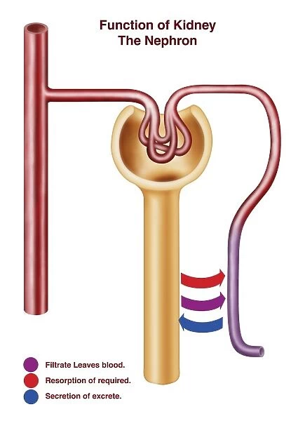Diagram of a nephron, the functional unit of excretion in the kidney