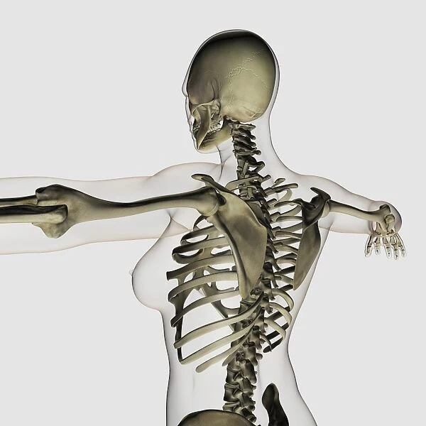 Three dimensional view of female upper back and skeletal system