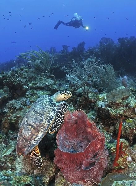 Diver and Hawksbill Turtle on caribbean reef