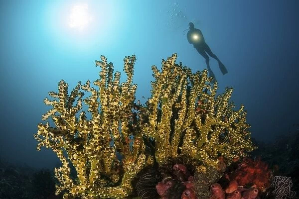A diver hovers above a coral colony in Komodo National Park, Indonesia