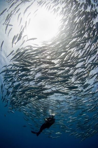 A diver looks on at schooling Jacks at Mary Island, Solomons