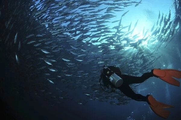 Diver photographing a school of trevally with sunburst, Bali, Indonesia