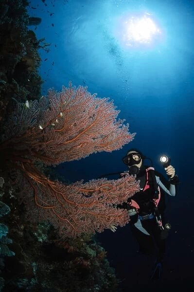 Diver by sea fans, Indonesia