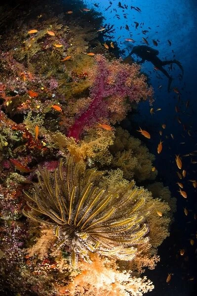 Diver swims by soft corals and crinoid, Fiji