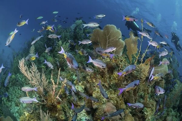 Divers exploring a Caribbean reef with a school of fish