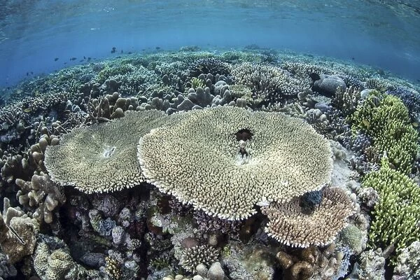A diverse array of corals grow in Raja Ampat, Indonesia
