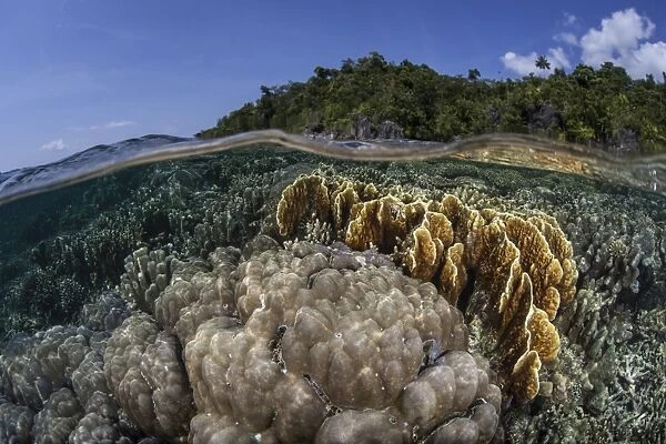 A diverse array of reef-building corals in Raja Ampat, Indonesia