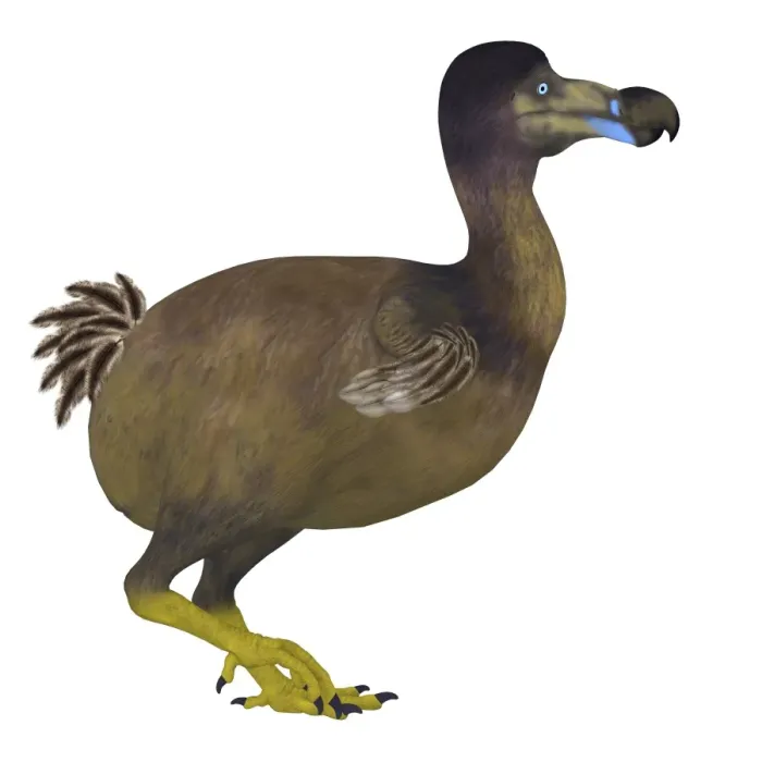 Framed Print : Side View Print of a Dodo Bird Framed Print : Side View Print of a Dodo Bird
