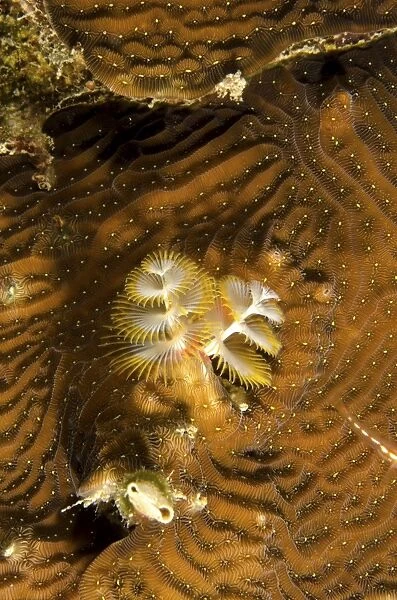 Extreme close-up of a christmas tree worm, Curacao