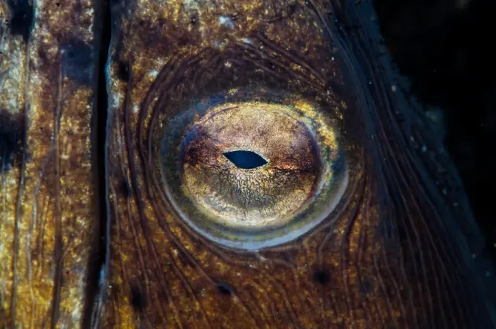 Framed Print : Blacksaddle Snake Eel Eye Print Framed Print : Blacksaddle Snake Eel Eye Print