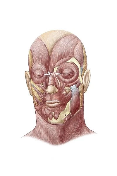 Facial muscles of the human face