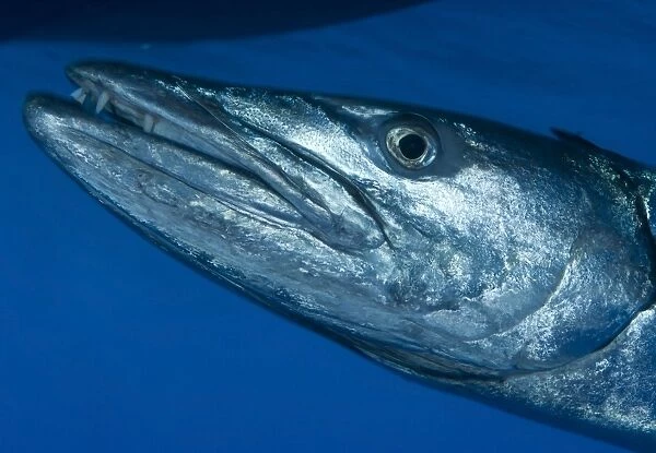 Facial view of a great barracuda, Kimbe Bay, Papua New Guinea