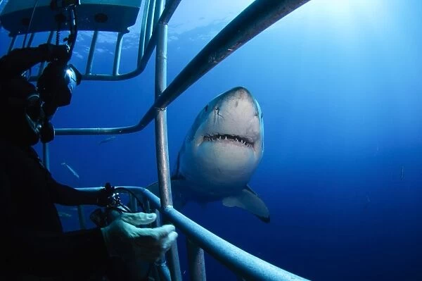 Female Great White and underwater photographer, Guadalupe Island, Mexico