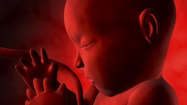 Fetus inside womb
