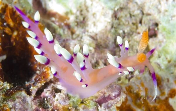 A flabellina nudibranch amongst coral