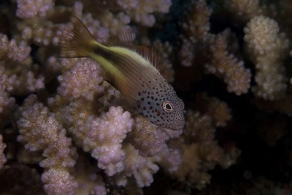 Freakled hawkfish sits on some Acropora coral on a Fijian reef