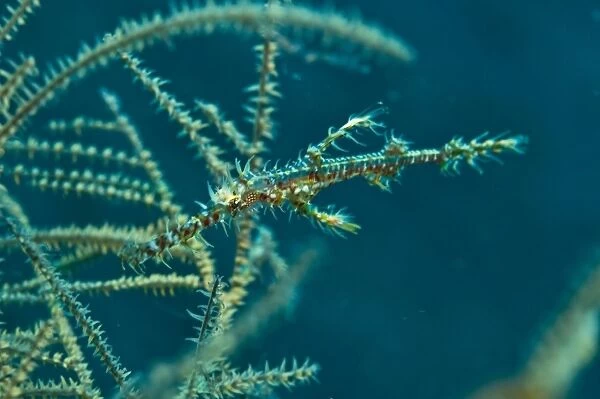 Ghost pipefish amongst yellow black coral, Komodo, Indonesia
