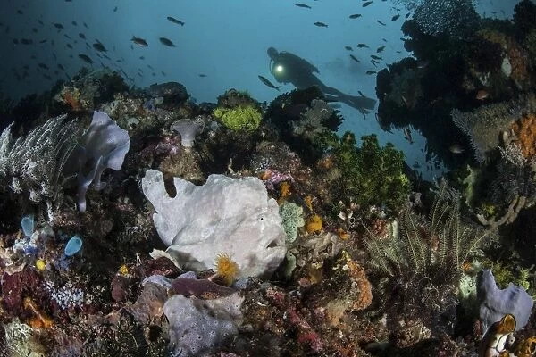 A giant frogfish blends into its reef surroundings in Indonesia