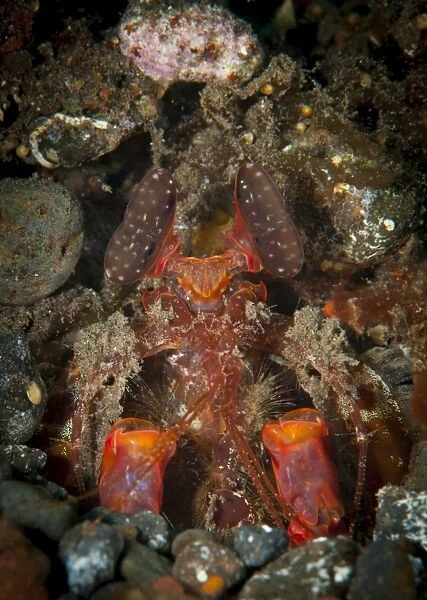 Giant mantis shrimp peering from burrow, Tulamben, Bali, Indonesia