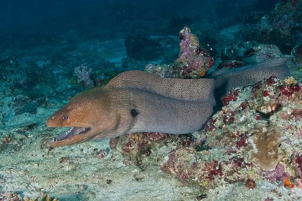 Giant moray eel swimming out of its hole on the reef, Maldives