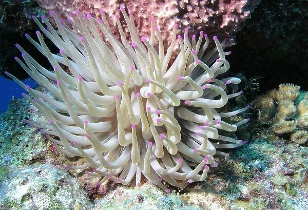 Giant sea anemone on reef in Cozumel, Mexico