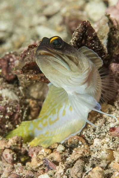 Gold-specs jawfish, Anilao, Philippines