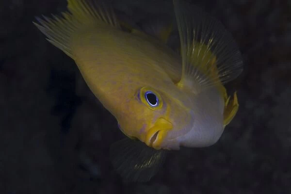 Golden damselfish, Fiji