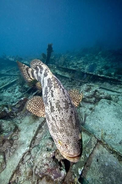 A Goliath Grouper effortlessly floats over a shipwreck off the coast Key Largo, Florida