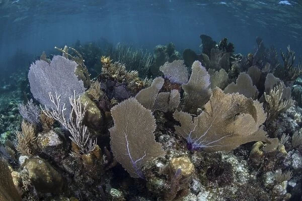 Gorgonians grow in shallow water off Turneffe Atoll in Belize