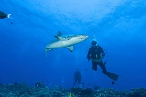 Gray reef shark with divers, Papua New Guinea