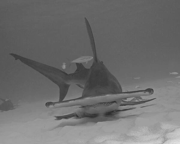 A great hammerhead shark at Bimini in the Bahamas