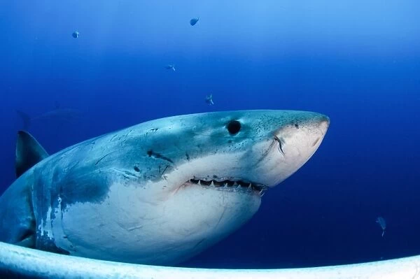 Great white shark, Guadalupe Island, Mexico