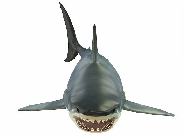 Great white shark illustration, front view