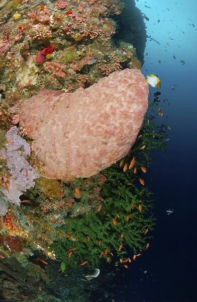 Green coral with red fish and pink sponge, North Sulawesi, Indonesia