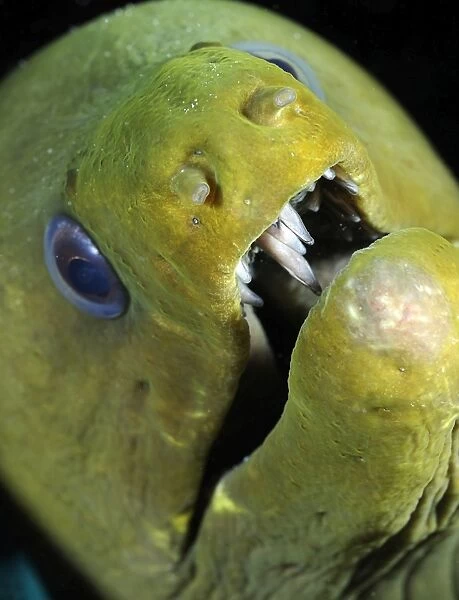 Green moray eel close-up on Caribbean reef
