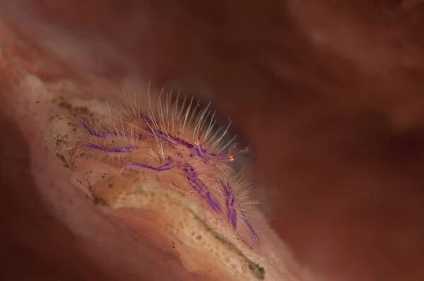Hairy squat lobster amongst a pink and orange colored sponge, Bali