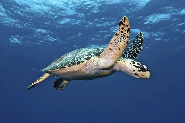 Hawksbill Sea Turtle in mid-water in the Caribbean Sea