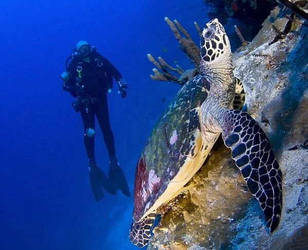 Hawksbill turtle resting on a reef outcrop, Solomon Islands
