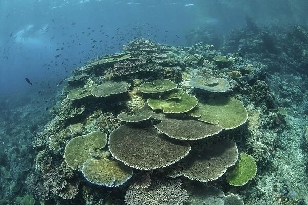 Healthy reef-building corals thrive in Komodo National Park, Indonesia