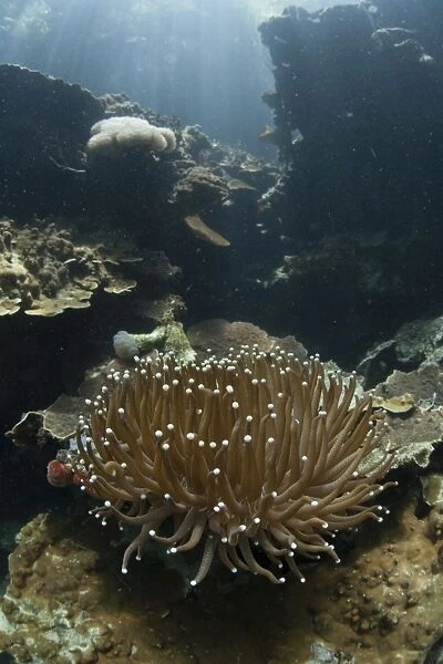 A Heliofungia coral colony grows on a reef inside Palaus lagoon