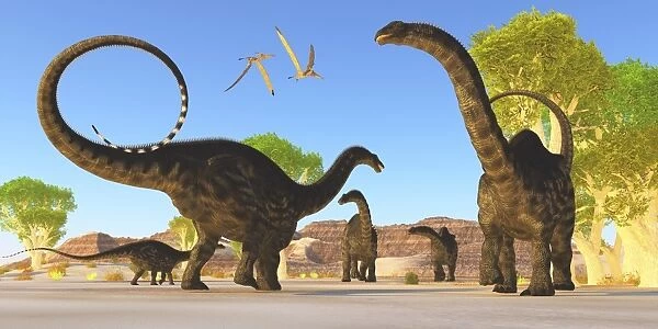 Herd of Apatosaurus dinosaurs wander through a prehistoric forest