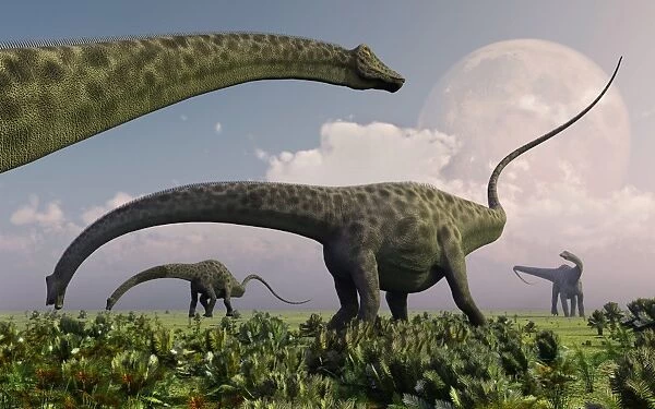 A herd of Diplodocus sauropod dinosaurs grazing
